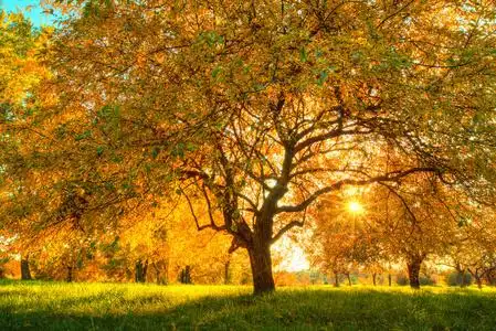 树秋天的落叶图片