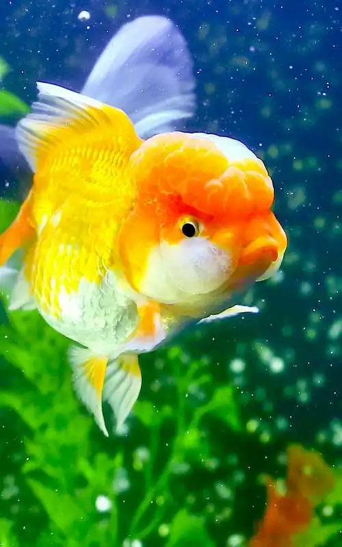你一定没见过这么漂亮的金鱼.你见过有表情的金鱼吗?图片拍于2018年3