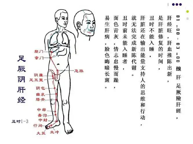 第11讲_足厥阴肝经-丑时ppt