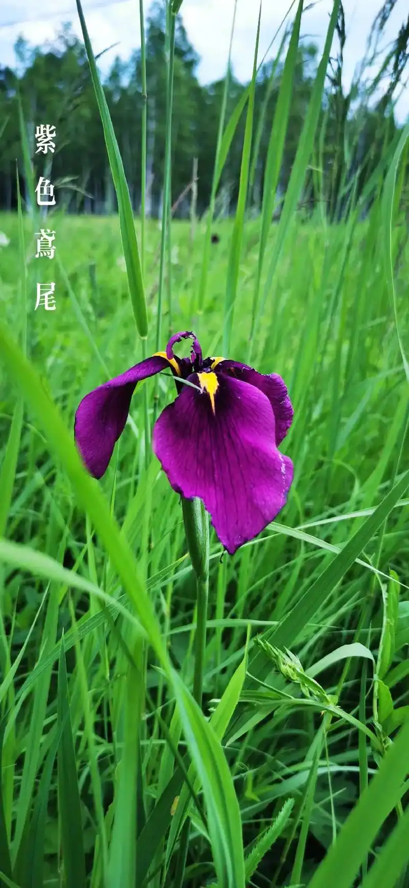 紫红色鸢尾花鲜艳似火,有着激情与热爱的含义.#原创摄 - 抖音