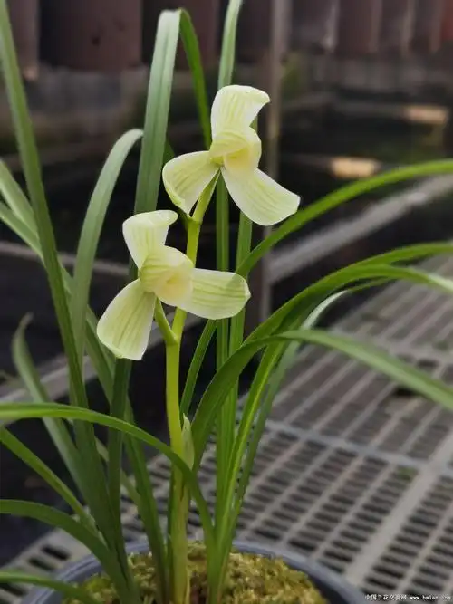 永怀素 - 中国兰花交易网