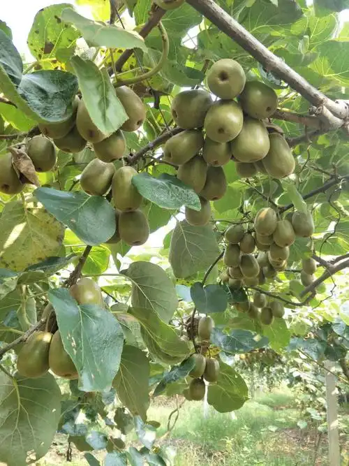 六月的相思,在七月末里成熟,相约八月的明记水果采摘园