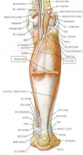 下肢肌肉