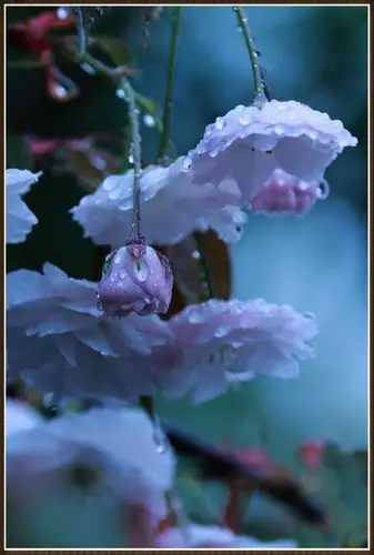 雨中花(陈显彪摄制).