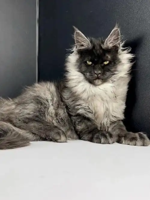 专业繁育缅因!喜欢的带图私聊,有需要的可接受上门看猫!