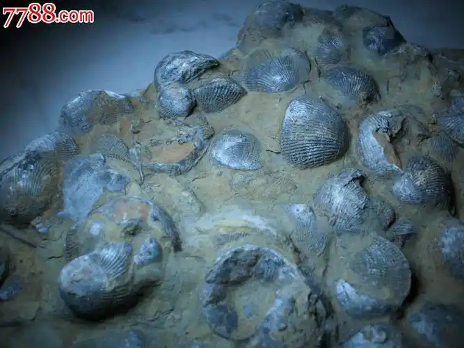 远古【贝壳化石】摆件!约30/24厘米