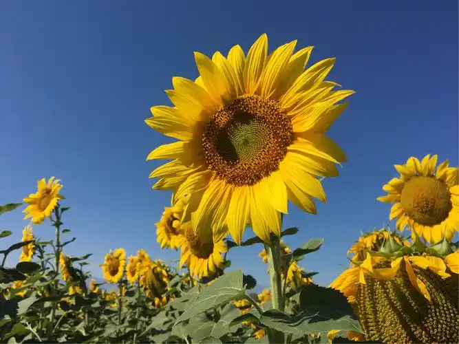 一排排整齐的向日葵迎着太阳,露出她们快乐的笑脸