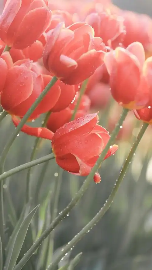 绚丽多彩的郁金香养眼风光