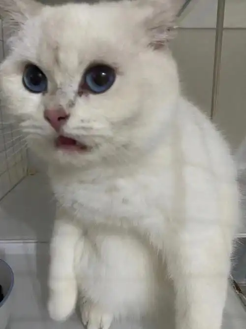 银点弟弟 八个月 小短腿眼睛色素高 性格极其粘人 不碰都倒