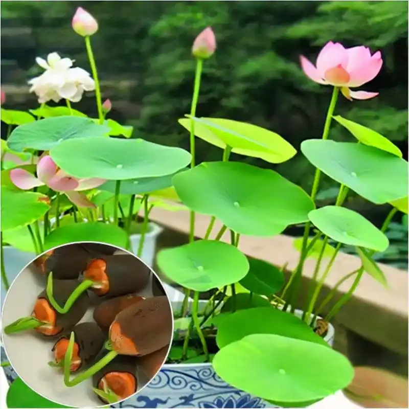 碗莲种植.94 盛夏酷暑,一碗碗荷花盛开,带来清凉,也带来无 - 抖音