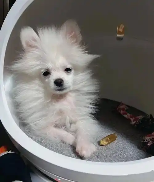 博美成年后有多好看,尴尬期就有多潦草._狗狗_什么_毛发