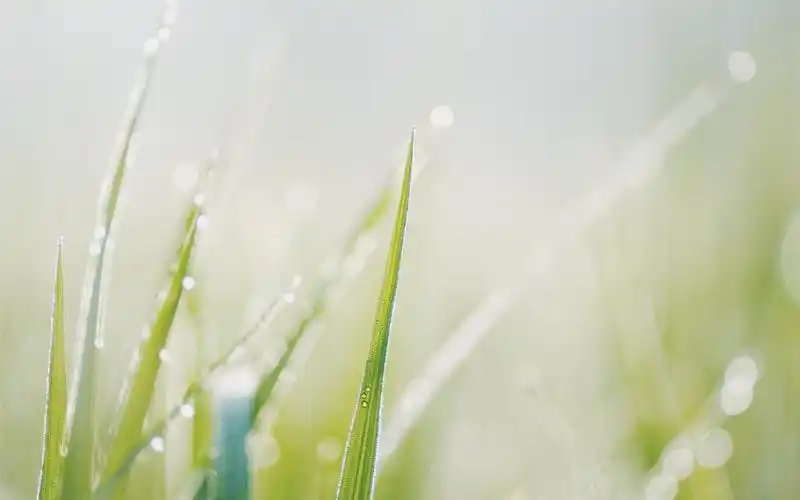 小清新植物ins风高清桌面壁纸_植物壁纸_壁纸下载_美桌网