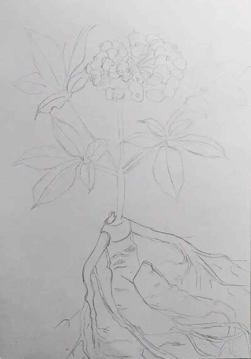 手绘中草药人参