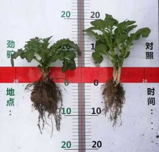 左边的的苗(底肥施用劲驼),叶色鲜绿;茎杆粗壮,长势均匀;根系发达,新