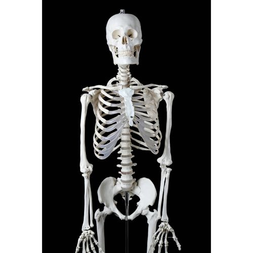 标准医学170c180人体全身骨骼模型 骷髅骨架标本脊柱摆件 180男性骨骼