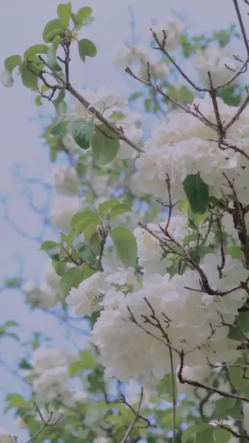 清新淡雅的绣球花,图片大全,高清,图库-回车桌面