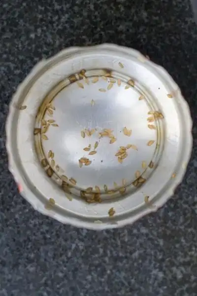 请知道的朋友告诉我这是什么,如何灭绝它们!