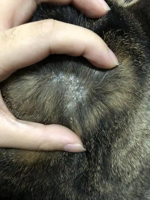 请问大家这是猫藓初期的症状吗