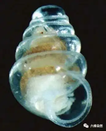 近千米地下洞透明蜗牛,爬行特慢,一周只爬行几厘米,更多原地转圈