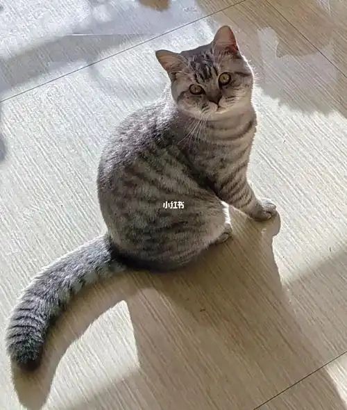 uu们我的猫算发腮了吗