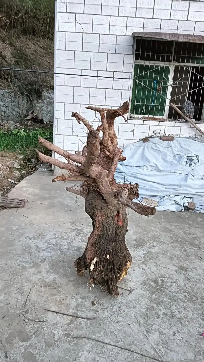 根雕艺术 #纯手工雕刻 #初学根雕  - 抖音