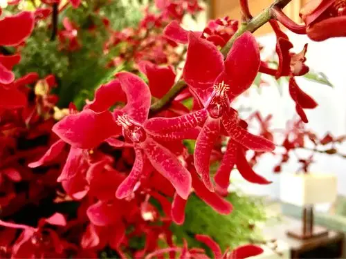 火焰兰(手机摄影)