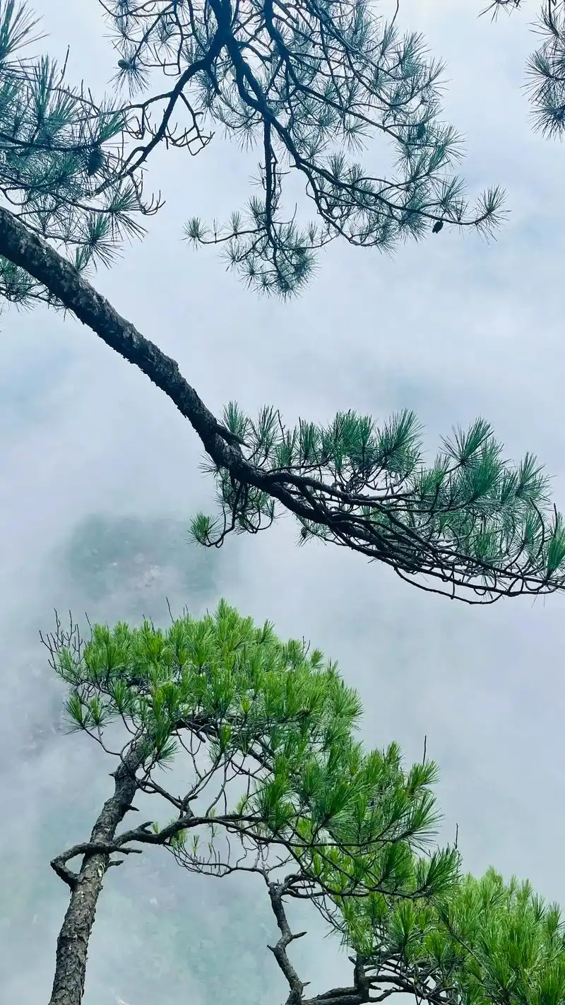 江西明月山旅游攻略.#一不小心就误入仙境了 给大家推荐一个暑 - 抖音