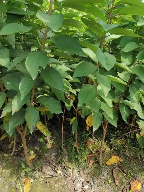 四川车厘子树苗四川基地车厘子苗车厘子苗种植技术