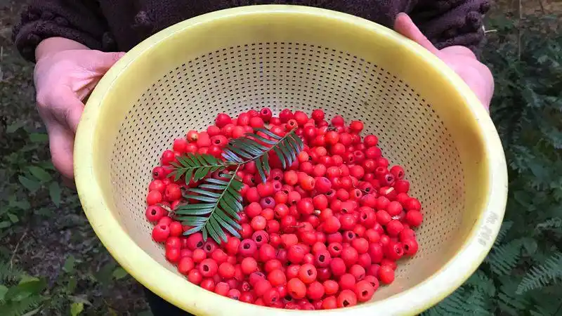 红豆杉的果实不仅美还好吃,在当地能卖100元一斤,你们见过吗?