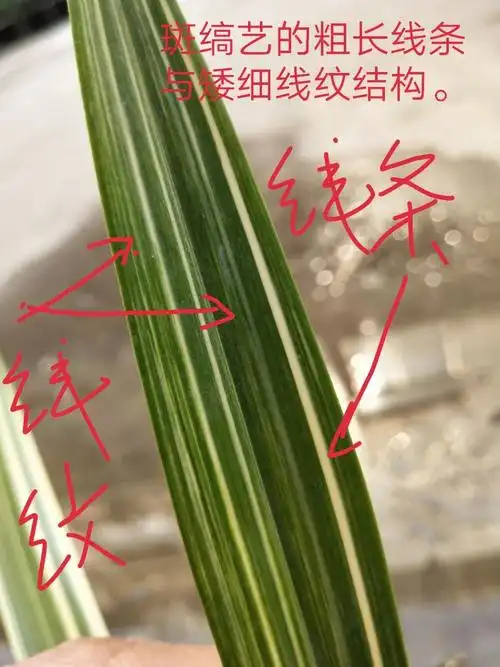 兰花叶艺知识图解(广东顺德郭润明整理,贵州六盘水劲松兰苑编辑)