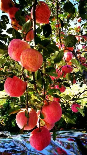 金秋十月果实累累