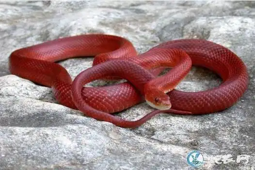 红色蛇图片各种红色蛇图片大全欣赏