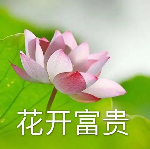 荷花表情包,让我们的丧,更加圣洁～还可以用来做头像,一包两用