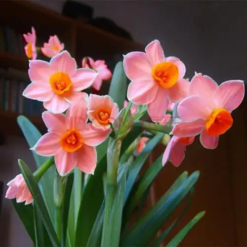 汉柠 水仙花荷兰进口水仙水培植物小盆栽洋水仙花桌面植物花卉绿植 粉
