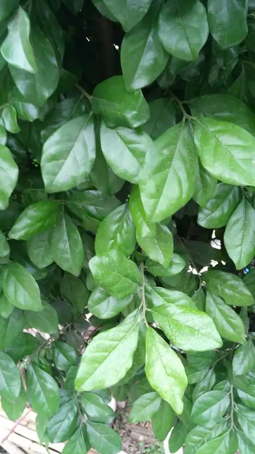 分享到:  3 分钟前  提问者采纳 金弹子,学名diospyros