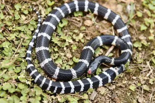 柳州一男子夜钓被蛇咬伤电筒一照竟是有剧毒的银环蛇