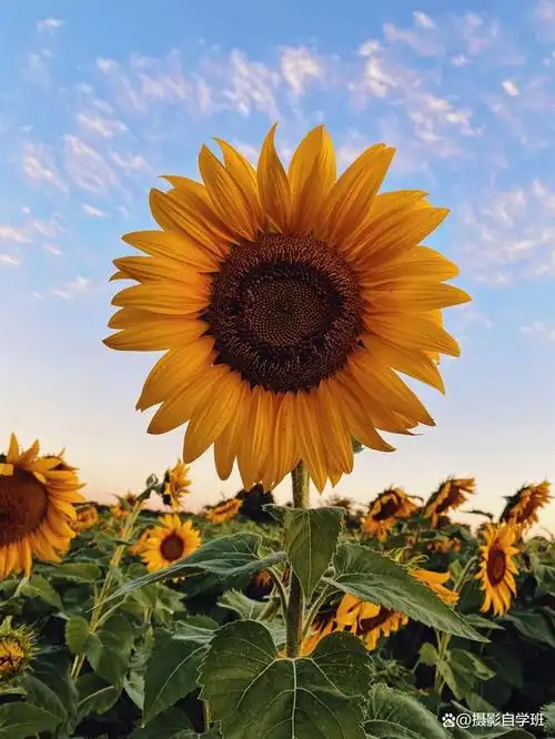 向日葵是夏季中最美的花朵之一,拍摄它的照片不仅可以记录美好,还能