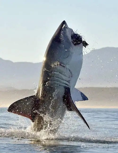 狩猎的大白鲨 (大白鲨鱼).南非