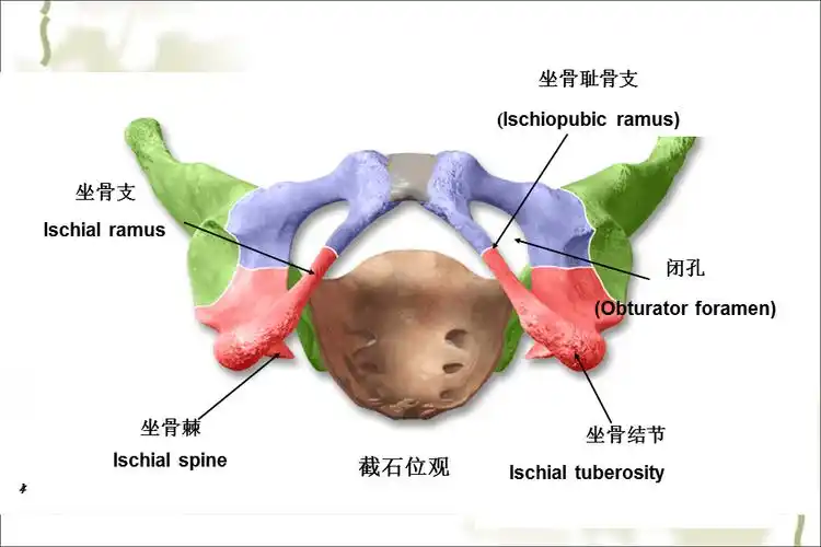 盆底功能障碍性及生殖器官损伤疾病【资料参考】