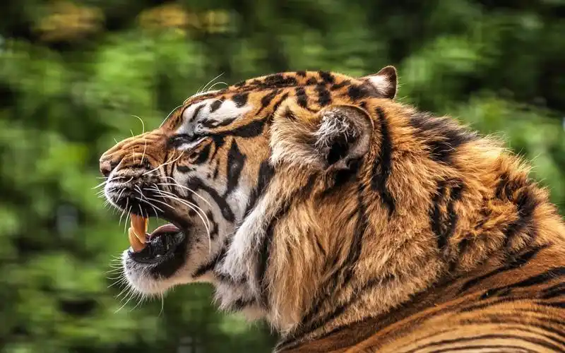 老虎侧面看,嘴巴,牙齿 桌布 - 1680x1050