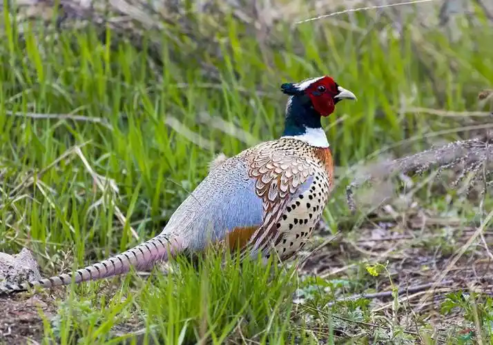 农民直言:真惹不起!_野味_母鸡_公鸡