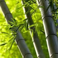 好看竹叶头像_微信头像图片大全