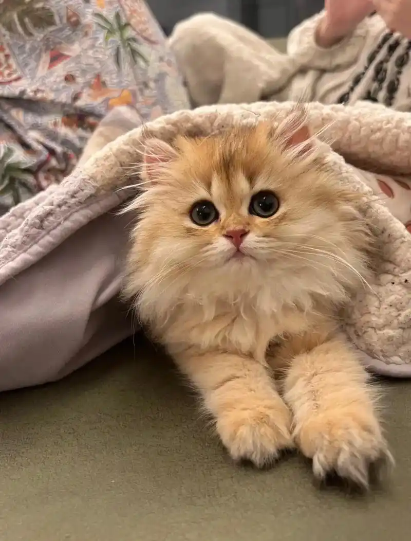 长毛金渐层找新家