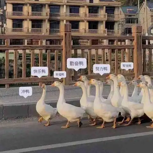 冲鸭 有钱鸭 冲鸭有钱鸭