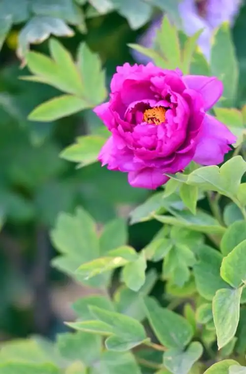 花开富贵一一一风景摄于曹州牡丹园