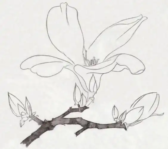 ▼玉簪花染色步骤技法概念 | 工笔画的18种基本染色技法