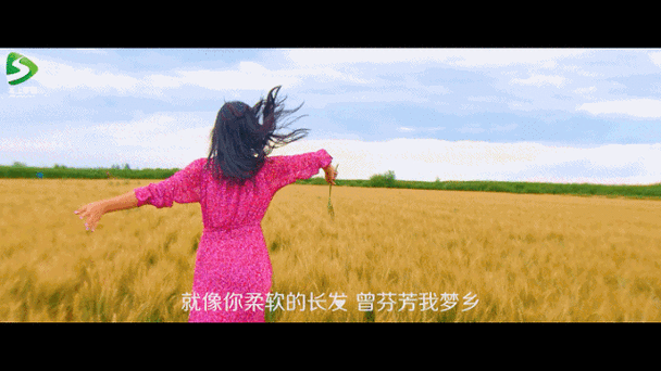 《风吹麦浪》mv来了!金色的河套麦田惊艳世间