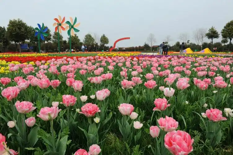 东西湖郁金香主题公园