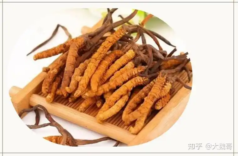 冬虫夏草的功效,怎么辨别真假?如何食用最有效?一篇文章告诉你 - 知乎