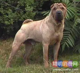 骨嘴沙皮犬